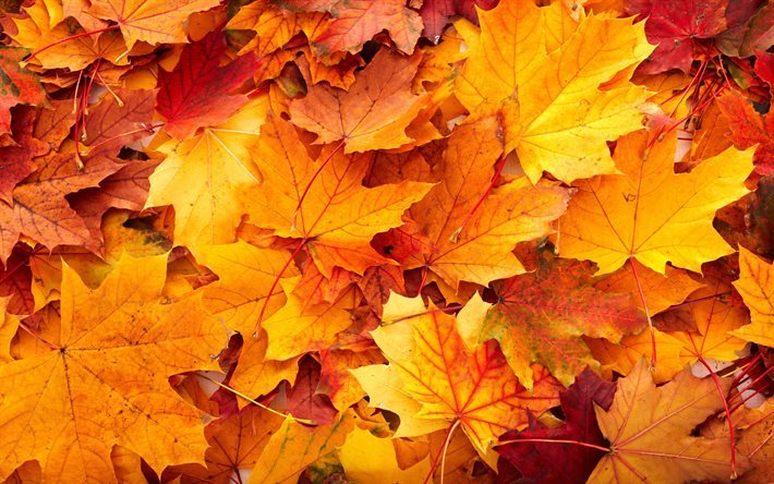outono, folhas de outono, folhas ca&#237;das, paisagem de outono
