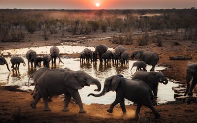 Herd of elephants, wildlife, elephants near the lake, Africa, elephants