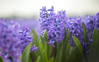 hyacinths, purple flowers, spring, wildflowers, macro, bloom, spring flowers