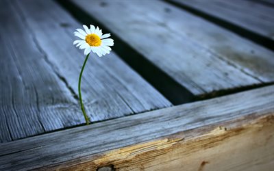 chamomile, lust for life, leave me alone, bench, macro, beautiful flowers, bokeh
