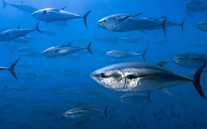 tuna, underwater, ocean, fish, flock of fish