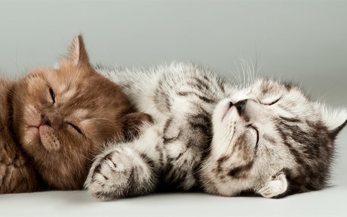 القطط, القطط النوم, 4k, الحيوانات لطيف