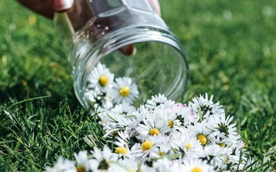 chamomiles, flowers on the grass, chamomiles on the grass, glass jar with chamomiles