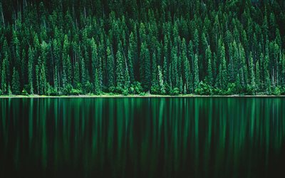 forest lake, green trees, forest, beautiful nature, lake landscape, Pine tree forest