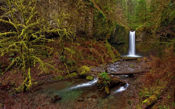 şelale, dere, orman, USA, Oregon, Wiesendanger Falls