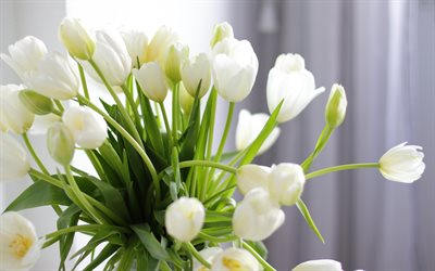 tulipas brancas, buqu&#234; de tulipas, flores da primavera, tulipas, buqu&#234; de tulipas brancas, fundo com tulipas, lindas flores brancas