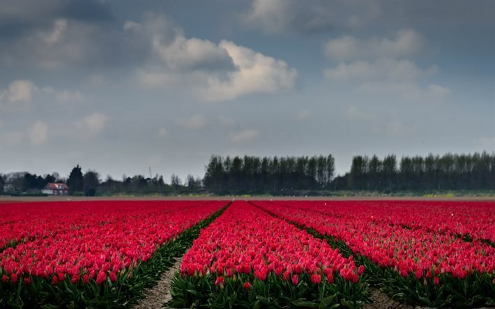 Campo de tulipas, tulipas cor-de-rosa, Holanda, flores silvestres, tulipas