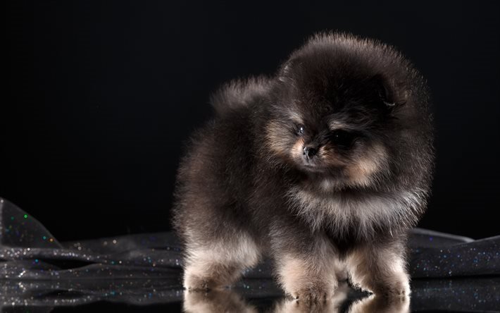 Pomeranian, fluffy puppy, dog, black spitz, small dogs, black Pomeranian