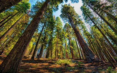 sequoias, 4k, 森林, 夏, 美しい自然, 米国, 米, アメリカの自然