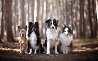 Border Collie, cute dog, forest, pets, dogs, quartet, friendship concepts