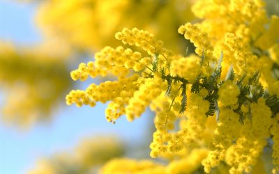 mimosa, fleurs de printemps jaunes, branche de mimosa, fond de mimosa, belles fleurs jaunes