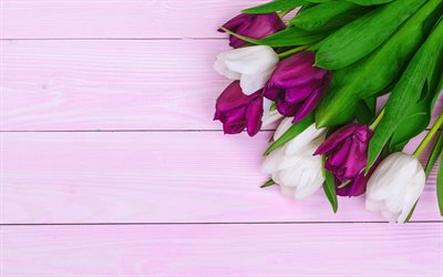 tulipes violettes, bouquet de tulipes, tulipes blanches, bouquet violet blanc, tulipes, arri&#232;re-plan avec tulipes, fleurs de printemps, tulipes sur planches