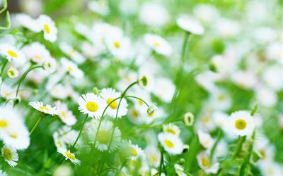 margaridas, bokeh, ver&#227;o, campo de camomila, flores brancas, lindas flores, margarida comum