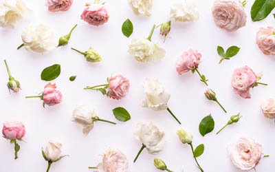 background with roses, white roses, pink roses, flower background, rosebuds