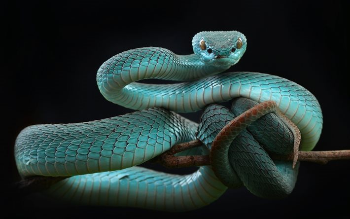serpiente azul, bella serpiente, Trimeresurus albolabris