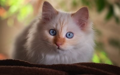 little fluffy cat, cute animals, blue eyes, fluffy kittens, cats