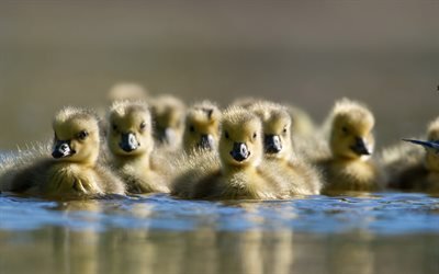 ducklings, bokeh, little ducks, lake, flock of ducklings, wildlife, ducks