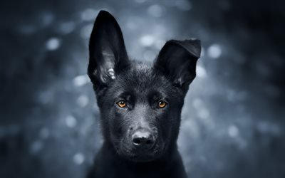 黒いドイツの羊飼い, 子犬, 近, かわいい動物たち, ドイツの羊飼い, 黒子犬, 犬, 黒犬, ジャーマンシェパードドッグ
