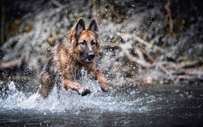 German Shepherd, water splashes, river, puppy, pets, cute animals, dogs, German Shepherd Dog