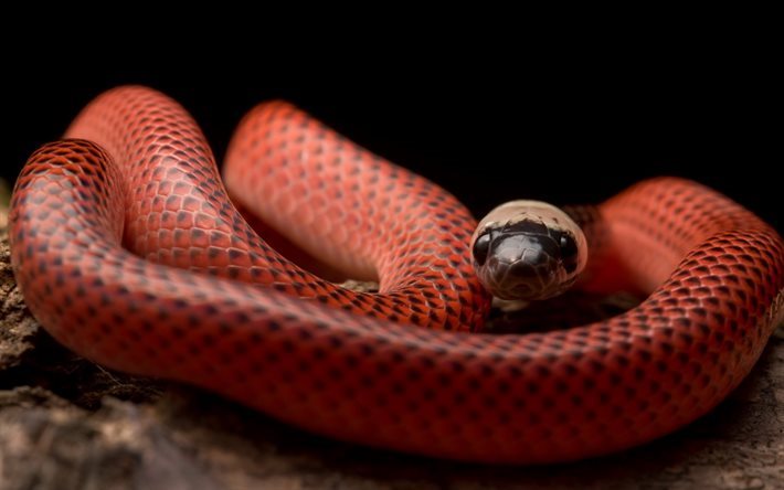 Snake, Black-red snake, Black-collared Snake, Drepanoides anomalus
