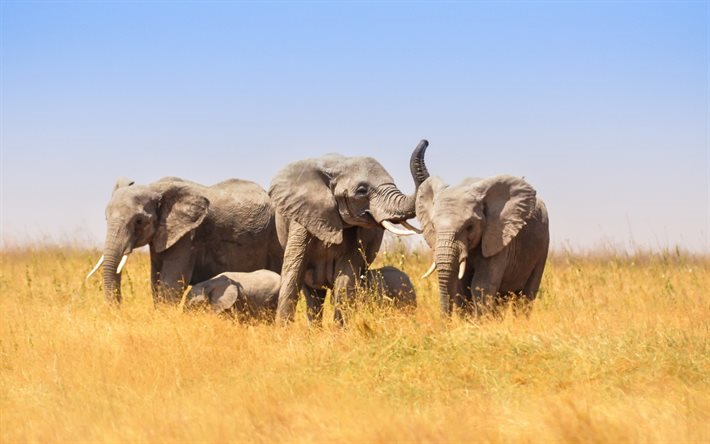 Elephants, Africa, wildlife, field, family of elephants