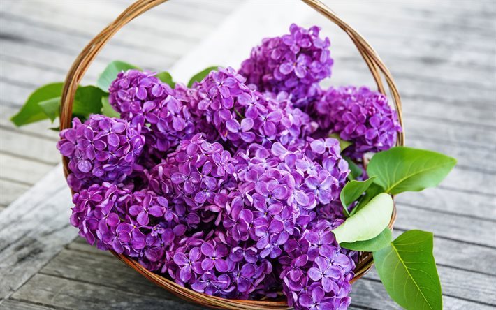 Lilac, spring flowers, bouquet of lilacs, spring