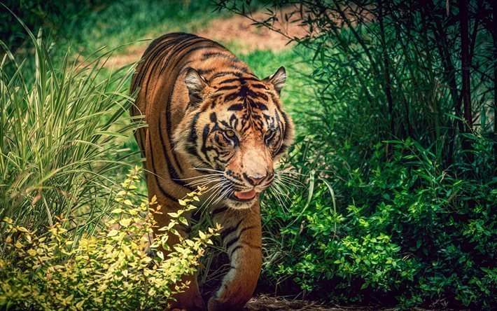 Tiger, bushes, predator, wildlife, dangerous animals
