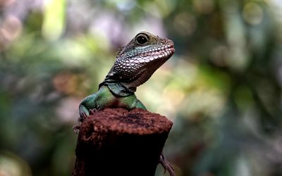 chameleon, bokeh, lizards, reptiles, close-up, chamaeleons, Chamaeleonidae