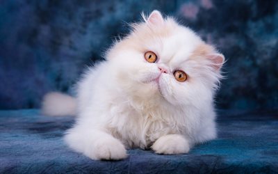 gato persa, gato esponjoso, gato blanco, gatos, primer plano, gato con ojos amarillos, gatos dom&#233;sticos, mascotas, gato persa blanco, animales lindos, persa