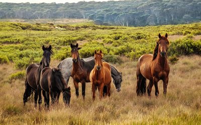 troupeau de chevaux, faune, chevaux, am&#233;rique du sud, chevaux dans le champ, chevaux sauvages