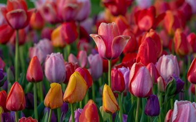 tulipes, soir&#233;e, coucher de soleil, tulipes rouges, arri&#232;re-plan avec tulipes, tulipes jaunes, fond de fleurs