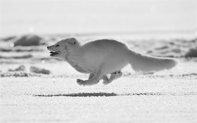 running arctic fox, snowdrifts, winter, Arctic, wildlife, arctic fox, Vulpes lagopus, polar fox, snow fox