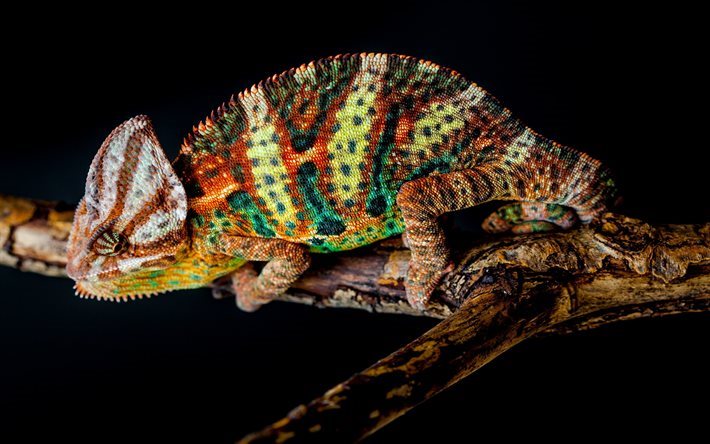 Chameleon, lizard, chameleon Yemen