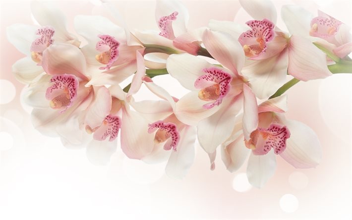 orchid, pink orchid, orchid branch, tropical flowers