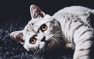 British Shorthair, close-up, simpatici animali, gatto con gli occhi di colore giallo, grigio, gatto, animali domestici, gatti, gatto domestico, Gatto British Shorthair