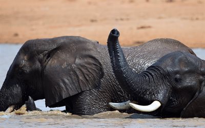 elefantes no rio, elefantes nadando, rio, animais selvagens, elefantes, &#193;frica