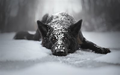 negro de pastor alem&#225;n, invierno, nieve, perros grandes, las mascotas, el perro negro