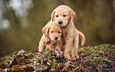 Golden Retriever, puppies, forest, sad dogs, pets, small labradors, dogs, Golden Retriever Dog, cute animals