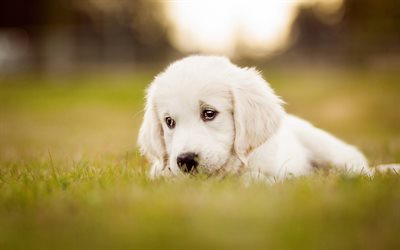 Sad labrador puppy, bokeh, dogs, cute dogs, pets, Golden Retriever, small labradors, puppy, Golden Retriever Dog, cute animals, Small Golden Retriever