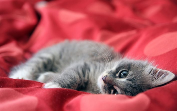 Gray kitten, cute animals, red bedspread, gray cat