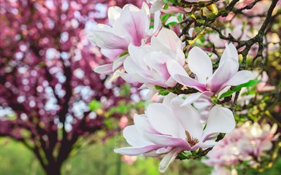 magnolia, v&#229;rblommor, vit magnolia, gren med magnolia, v&#229;r, bakgrund med magnolias