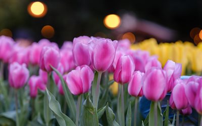 tulipes roses, fleurs de printemps, printemps, tulipes, arri&#232;re-plan avec tulipes roses, pays-bas