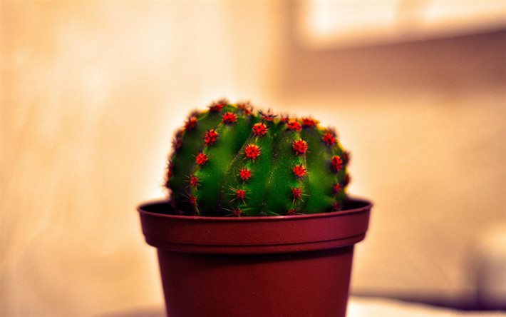 cactus, plants, red pot