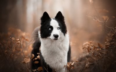 Border Collie, black and white fluffy dog, pets, cute animals, forest, dogs