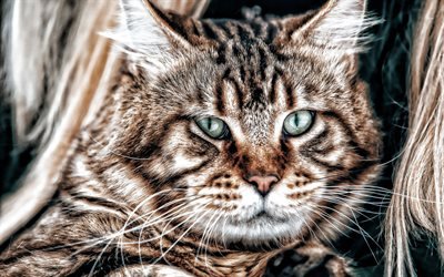 Maine Coon, HDR, close-up, cute animals, brown Maine Coon, pets, cats, domestic cats, fluffy cat, Maine Coon Cat