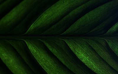 feuille verte, textures naturelles, textures 3D, textures de feuilles, arri&#232;re-plan avec des feuilles, motifs de feuilles
