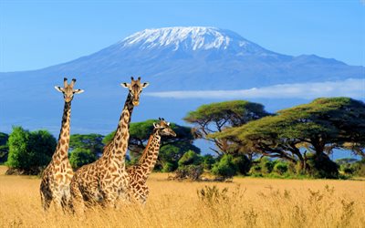 girafas, Kilimanjaro, paisagem montanhosa, vida selvagem, manada de girafas, animais selvagens, Tanz&#226;nia, &#193;frica