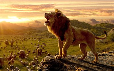 king of beasts, Africa, sunset, wildlife, elephants, lion, zebras, bulls