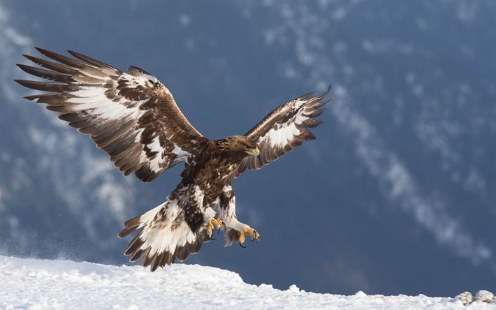 predatory birds, golden eagle, Winter, Eagle, United States