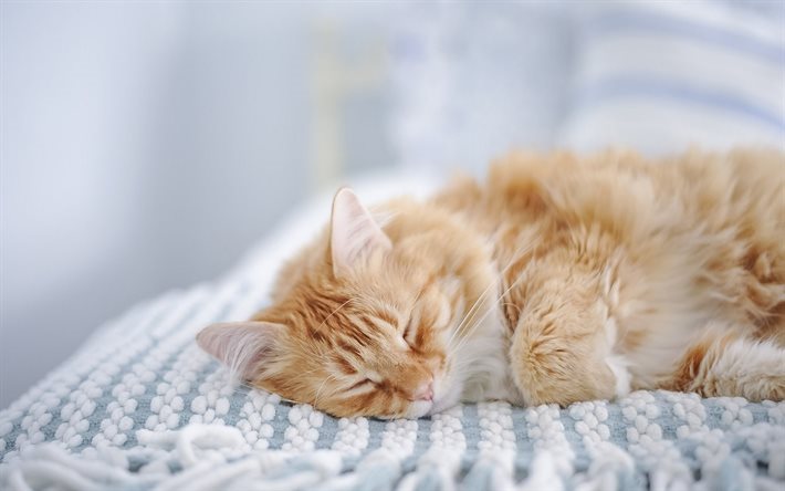 ginger cat, Maine Coon, animais fofos, gatos, dormir gato